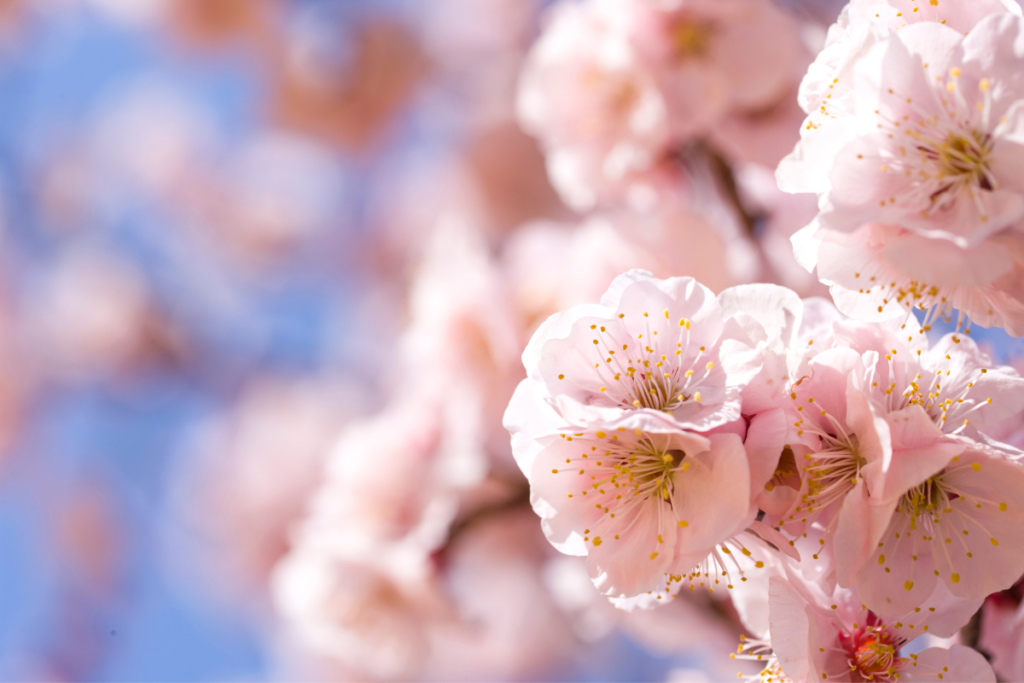 most spectacular places in the world to see blossoms